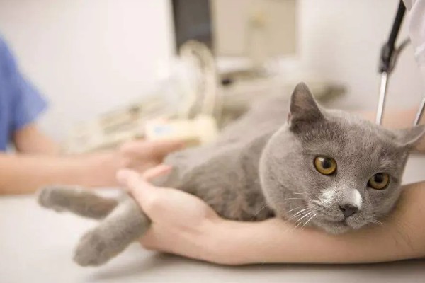 犬猫心律不齐的症状，轻症的心音和脉搏异常