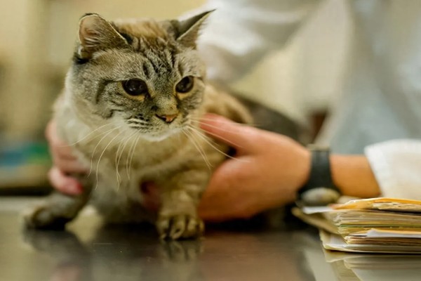 犬猫心律不齐的症状，轻症的心音和脉搏异常