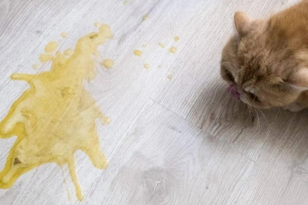 犬猫心律不齐的症状，轻症的心音和脉搏异常