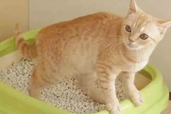 犬猫心律不齐的症状，轻症的心音和脉搏异常