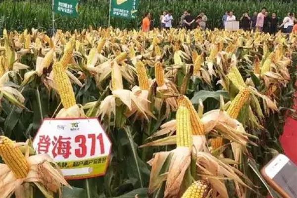 登海371玉米种的特征特性，从出苗至成熟需要101天左右