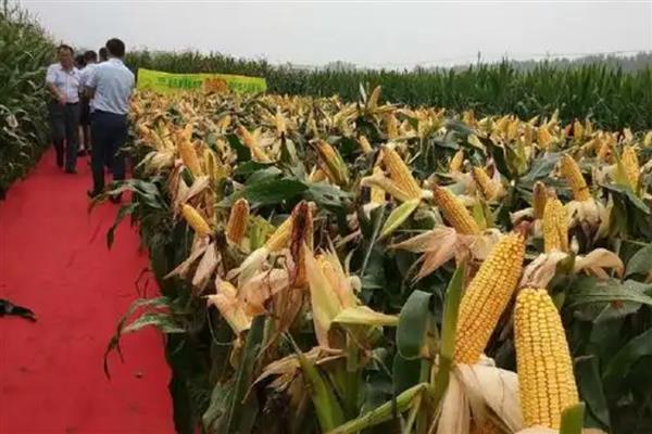 登海371玉米种的特征特性，从出苗至成熟需要101天左右