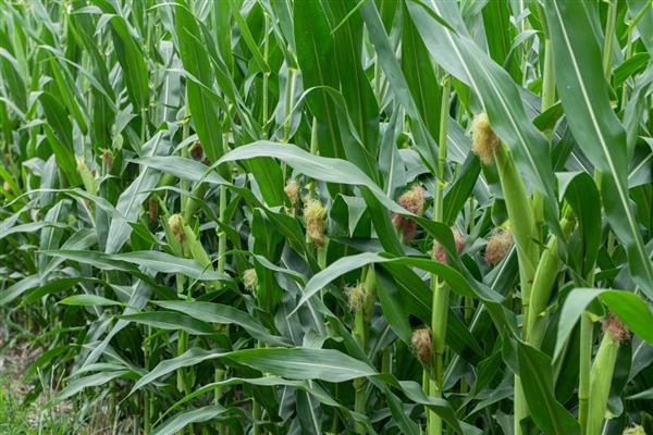 登海371玉米种的特征特性，从出苗至成熟需要101天左右