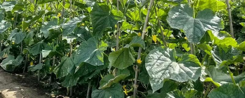 种的黄瓜叶子干枯发黄怎么处理，要合理施肥