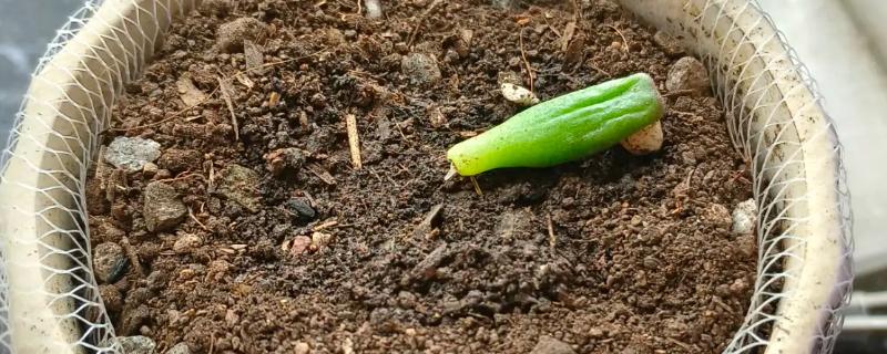 筒叶花月的扦插方法,用生根溶液浸泡后再插入土壤中