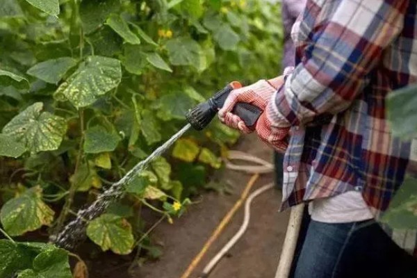 种的黄瓜叶子干枯发黄怎么处理，要合理施肥