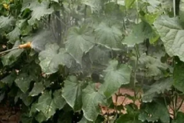 种的黄瓜叶子干枯发黄怎么处理，要合理施肥