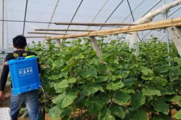 种的黄瓜叶子干枯发黄怎么处理，要合理施肥