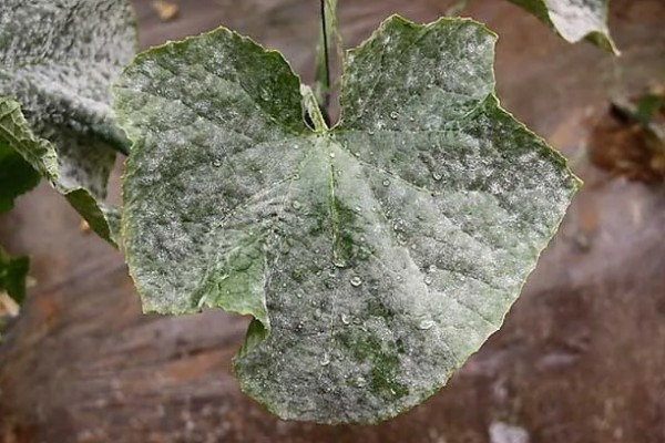 种的黄瓜叶子干枯发黄怎么处理，要合理施肥