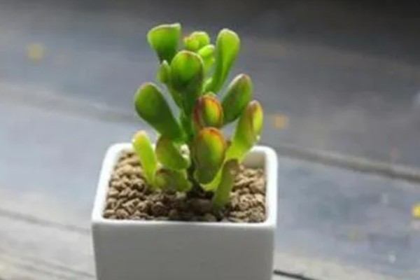 筒叶花月的扦插方法，用生根溶液浸泡后再插入土壤中