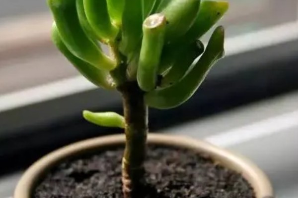 筒叶花月的扦插方法，用生根溶液浸泡后再插入土壤中