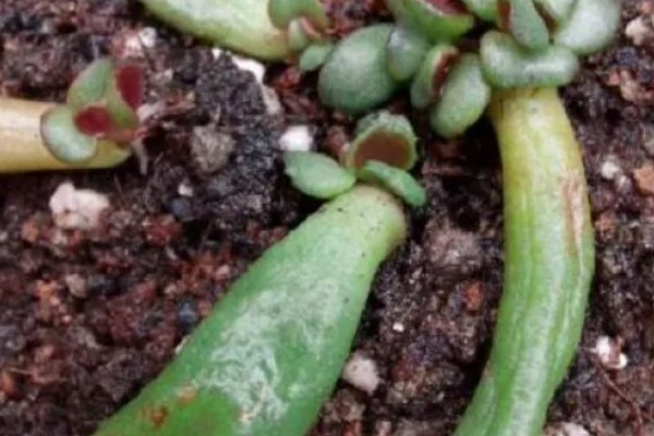 筒叶花月的扦插方法，用生根溶液浸泡后再插入土壤中