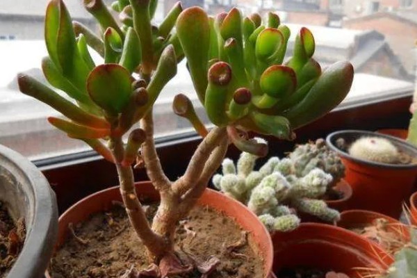 筒叶花月的扦插方法，用生根溶液浸泡后再插入土壤中