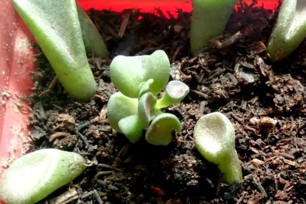 筒叶花月的扦插方法，用生根溶液浸泡后再插入土壤中