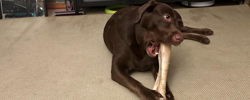 狗狗吃骨头划伤肠道如何处理,症状轻微可饲喂宠物益生菌