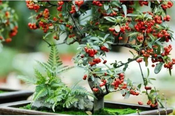 红十月盆景是什么，火棘树的果实呈桔红色或深红色