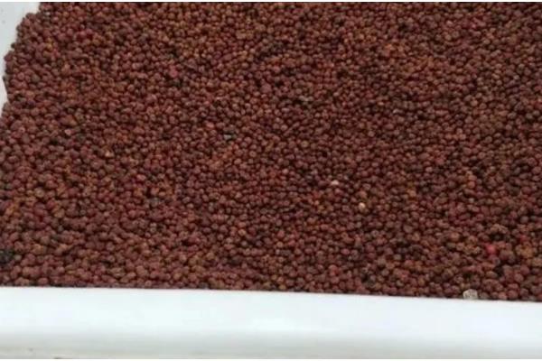 红十月盆景是什么，火棘树的果实呈桔红色或深红色