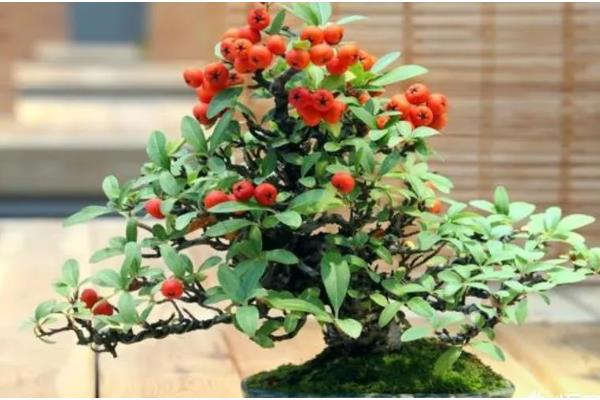 红十月盆景是什么，火棘树的果实呈桔红色或深红色