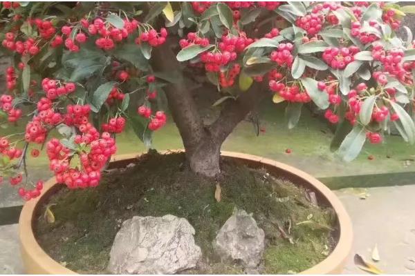 红十月盆景是什么，火棘树的果实呈桔红色或深红色