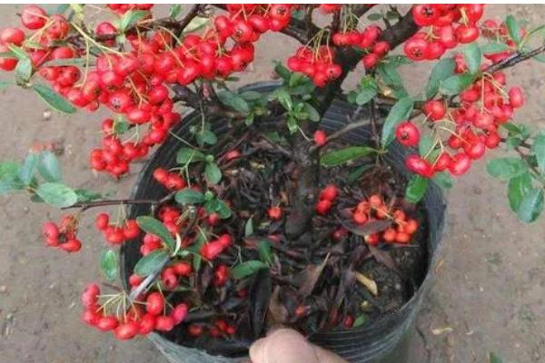 红十月盆景是什么，火棘树的果实呈桔红色或深红色