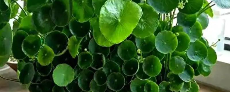 铜钱草开花后的修剪方法，把花箭、枯黄的叶片剪除