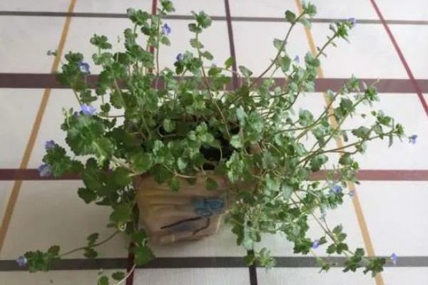 婆婆纳的花语是什么，寓意健康