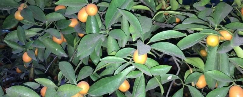 金枣树的养殖方法，生长期每隔1天浇一次水