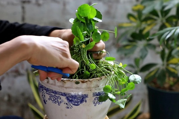 铜钱草开花后的修剪方法,把花箭、枯黄的叶片剪除