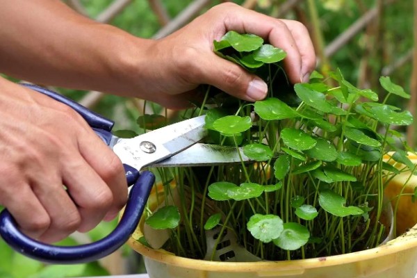 铜钱草开花后的修剪方法,把花箭、枯黄的叶片剪除