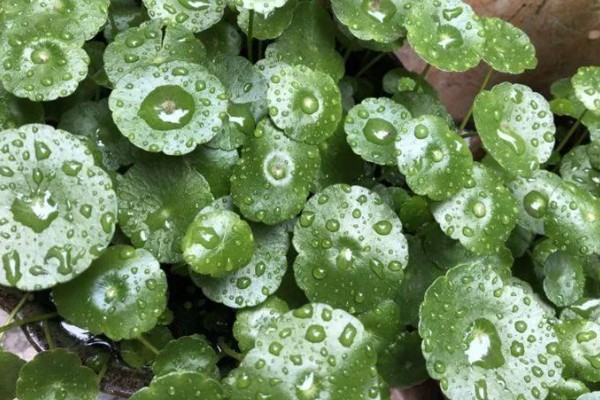 铜钱草开花后的修剪方法,把花箭、枯黄的叶片剪除