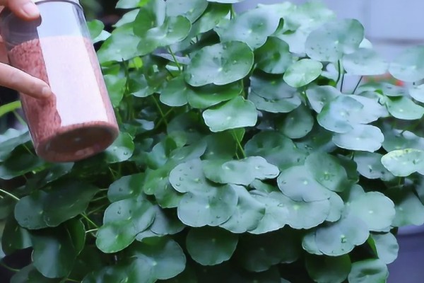 铜钱草开花后的修剪方法,把花箭、枯黄的叶片剪除