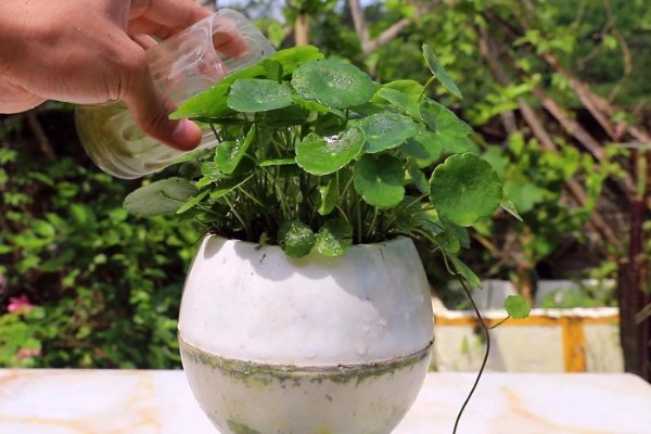 铜钱草开花后的修剪方法,把花箭、枯黄的叶片剪除