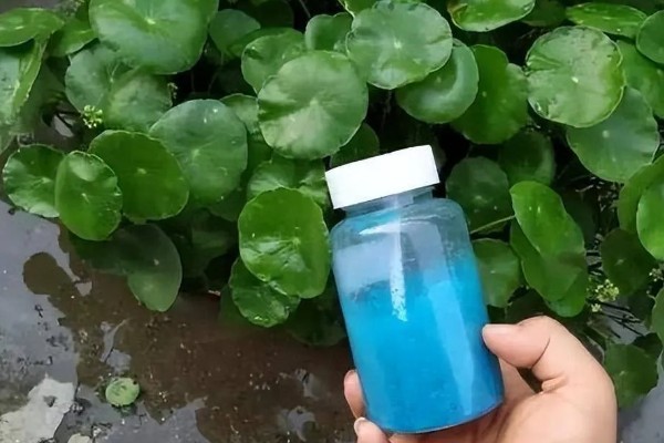 铜钱草开花后的修剪方法,把花箭、枯黄的叶片剪除