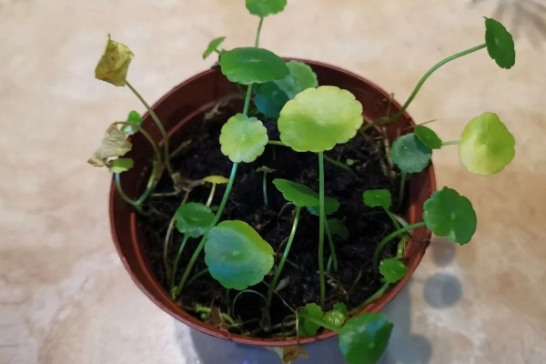 铜钱草开花后的修剪方法,把花箭、枯黄的叶片剪除