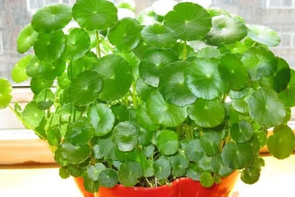 铜钱草开花后的修剪方法,把花箭、枯黄的叶片剪除