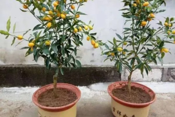 金枣树的养殖方法，生长期每隔1天浇一次水