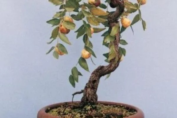 金枣树的养殖方法，生长期每隔1天浇一次水