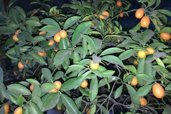 金枣树的养殖方法，生长期每隔1天浇一次水