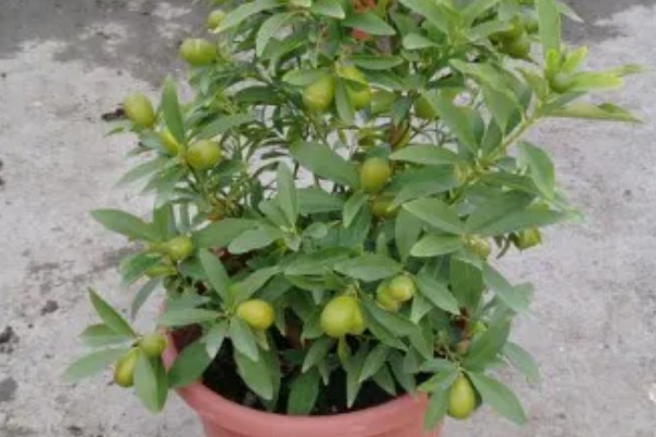 金枣树的养殖方法，生长期每隔1天浇一次水