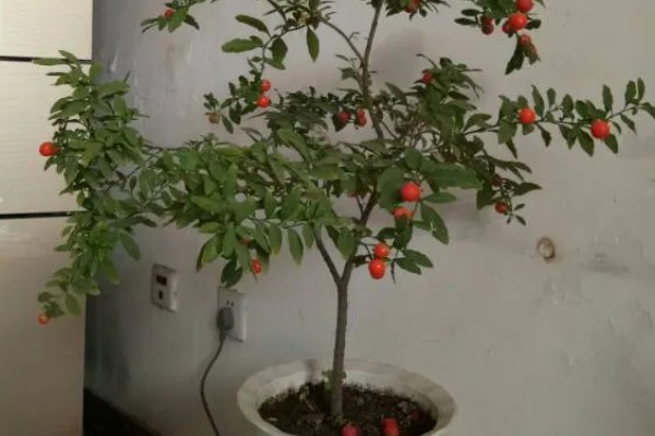 金枣树的养殖方法，生长期每隔1天浇一次水