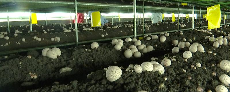 竹荪如何种植，可压块种植、直播床栽以及室内箱栽