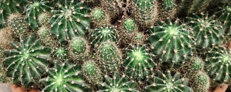 仙人球的花语，寓意外刚内柔、坚强刚毅等
