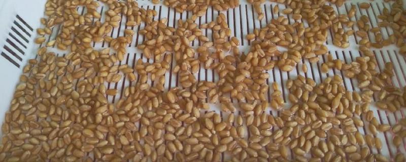 小麦种子怎么处理，播种前要晒种消毒