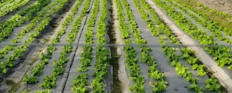 轮作倒茬有哪些作用，能起到抑制病害、提高产量等效果