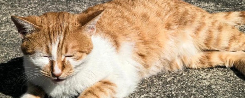 猫感冒不发烧怎么处理，可以通过增加营养加强抵抗力