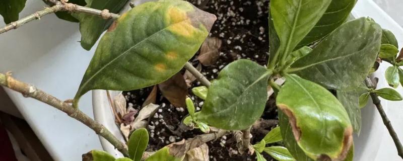 植物叶子一半干枯一半绿的原因,可能是炭疽病、枯萎病等病害所致
