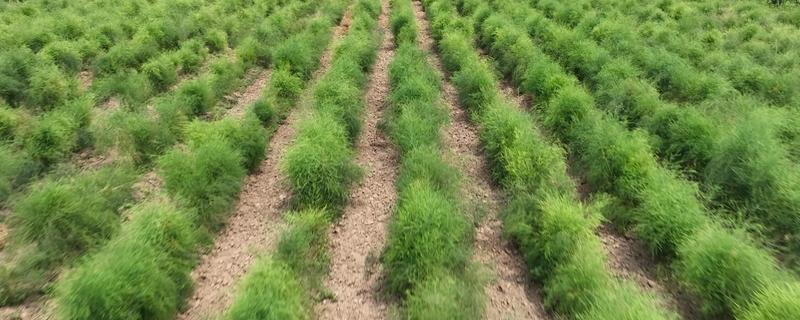 芦笋怎么管理，采笋期每隔7-10天灌一次水