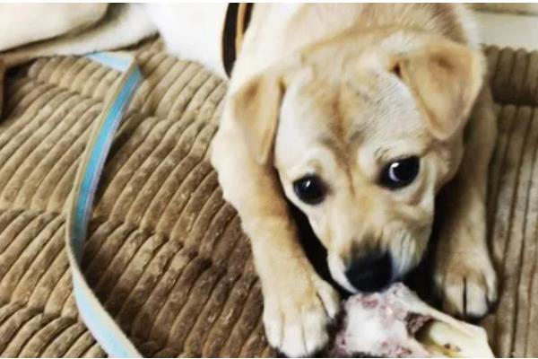 狗狗吃骨头划伤肠道如何处理,症状轻微可饲喂宠物益生菌