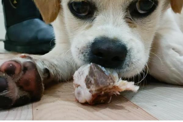 狗狗吃骨头划伤肠道如何处理,症状轻微可饲喂宠物益生菌