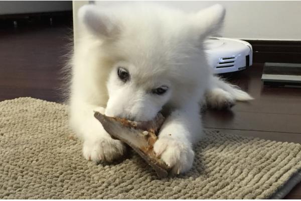 狗狗吃骨头划伤肠道如何处理,症状轻微可饲喂宠物益生菌